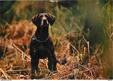 Animaux - Chiens - Braque allemand - CPM - Voir Scans Recto-Verso