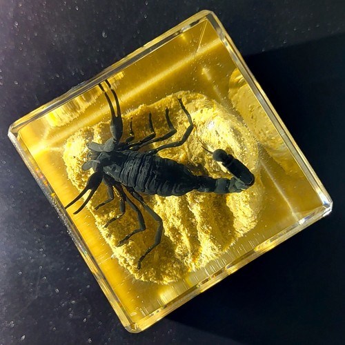 Vrai scorpion black on sand - vrai,