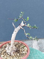 Bonsaï olivier 27 x 10 cm en pot plante arbre nebari majestueuse spectaculaire