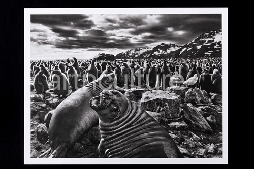 Sebastiao salgado genesis - -,