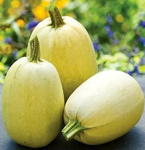 Graines courge spaghetti - graines,