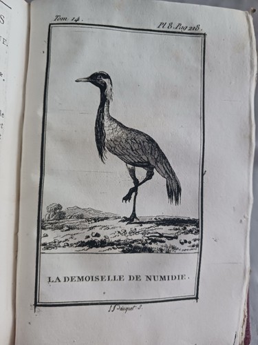 Buffon 1798 oiseaux - buffon, 13