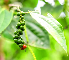 5 graines de POIVRE NOIR ( Piper Nigrum) V621 BLACK PEPPER SEEDS SAMEN SEMI