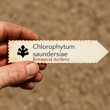 Chlorophytum saundersiae |