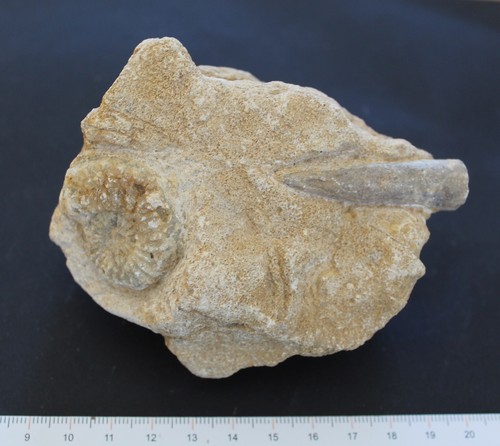 Ammonite fossile pleuroceras - ammonite,