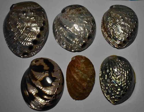 Coquillages collection de 6 - collection,