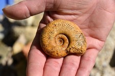 RARE ammonite Discosphinctes tintanni Madagascar