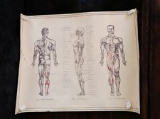 Affiche plan anatomique Chine