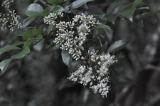 [Testé !/Presque comme neuf-] Objectif Nikon Nikkor-H Auto 85 mm f/1,8 non...