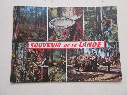 Carte postale landes foret - cp,