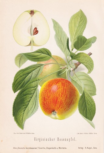 Pomme virginie - virginie,