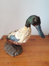 Cabinet de curiosités canard souchet taxidermie sur socle bois