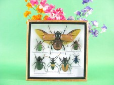 Insectes 3D - exotiques réel