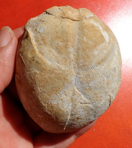 Oursin fossile maastrichtien - oursin,