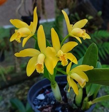 Cattleya luteola laelia - cattleya,
