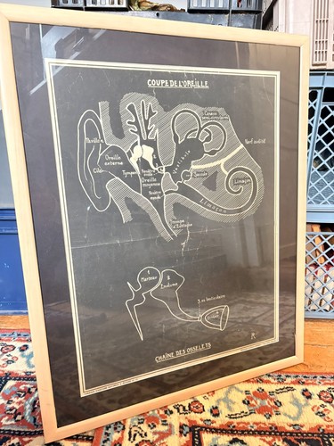 Ancien affiche anatomie - ancien,