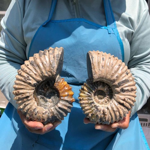 39lb 2pc natural tentacle - 5.39lb,