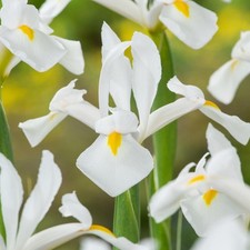 Bulbes d'iris hollandais bulbes fleurs Iris Alaska 10 pcs