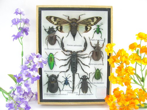 Insectes exotiques réel - 3d,