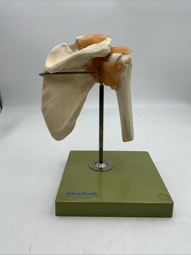 Somso ns53 functional shoulder - ns53,