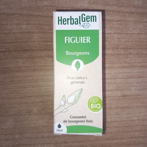 Figuier bourgeons frais - figuier,
