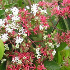 Heptacodium miconioïdes -