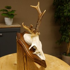 Chevreuil Bock Bois de Cervidés Sur Plaquette de Trophée 603.241