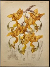 1891 - Stanhopea (orchidée) - Botanique, planche couleur