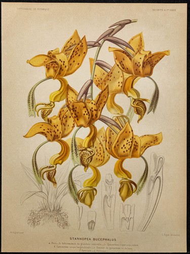 1891 stanhopea - 1891,