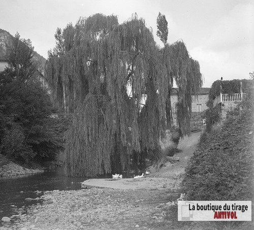 Grand saule pleureur