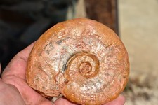 grande ammonite Leioceras lineatum aalénien ombilic présent