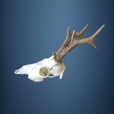 060CA  Trophee de chevreuil