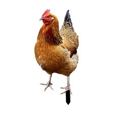 Statue de poule sur piquet de