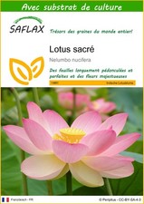 SAFLAX - Graines et substrat - Lotus sacré - 8 Graines