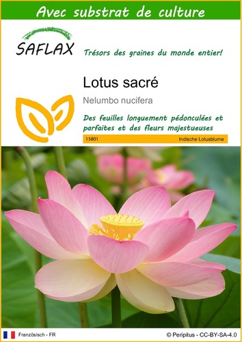 Saflax graines substrat - saflax, et