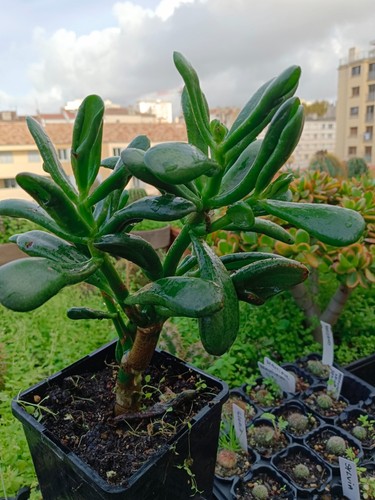 Crassula ovata horn tree - crassula, "horn