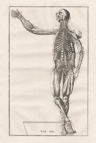 Squelette humain muscles - humain,