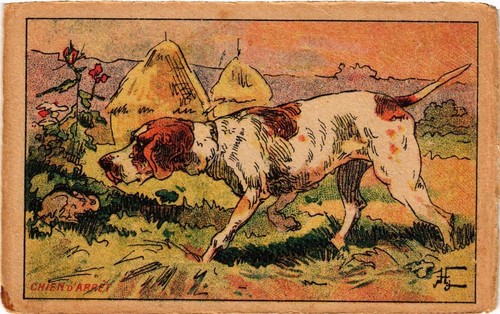 Cpa chien arret dogs - cpa,