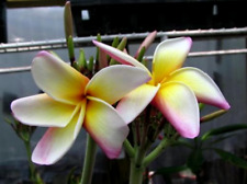 3 graines FRANGIPANIER ROSE ET