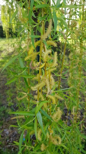Salix alba tristis - , saule