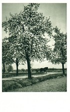 Carte postale* Printemps à la