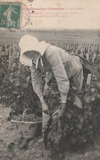 CPA 51 Les Vendanges en