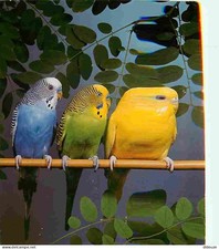 Animaux - Oiseaux - Perruches ondulées - CPM - Voir Scans Recto-Verso