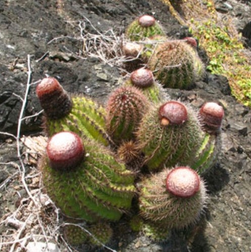 Melocactus broadwayi seeds - melocactus,