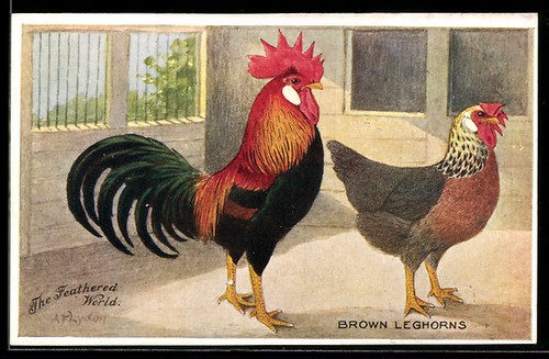 Carte postale artiste coq et - postale,