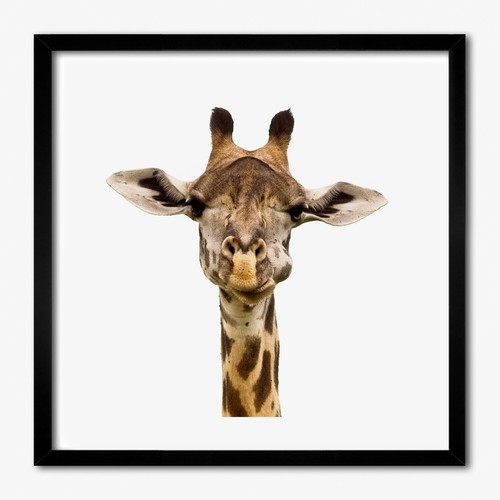Tulup photo 50x50cm cadre - tulup,