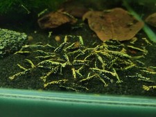 Lot de 10 Crevettes cantonensis Galaxy black aquarium poissons plantes