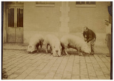France, Étude d'Animaux