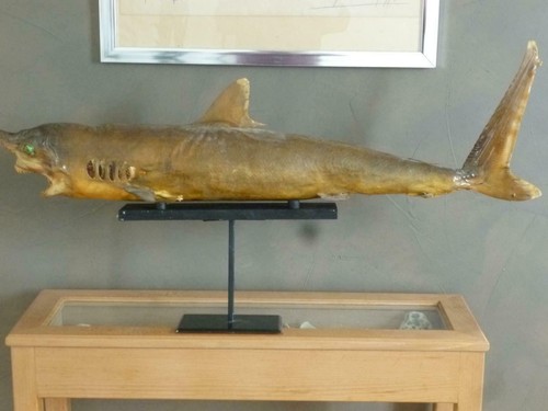 Beau requin shark - , naturalise