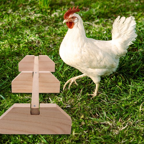 Activité des poules - des,